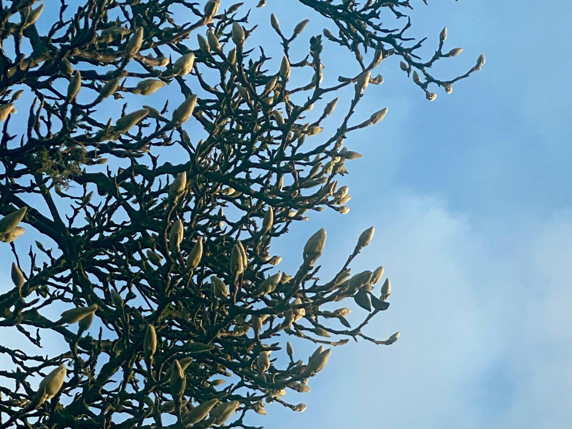 Magnolienknospen am Schillerplatz, Krefeld, © Reinhold Janowitz